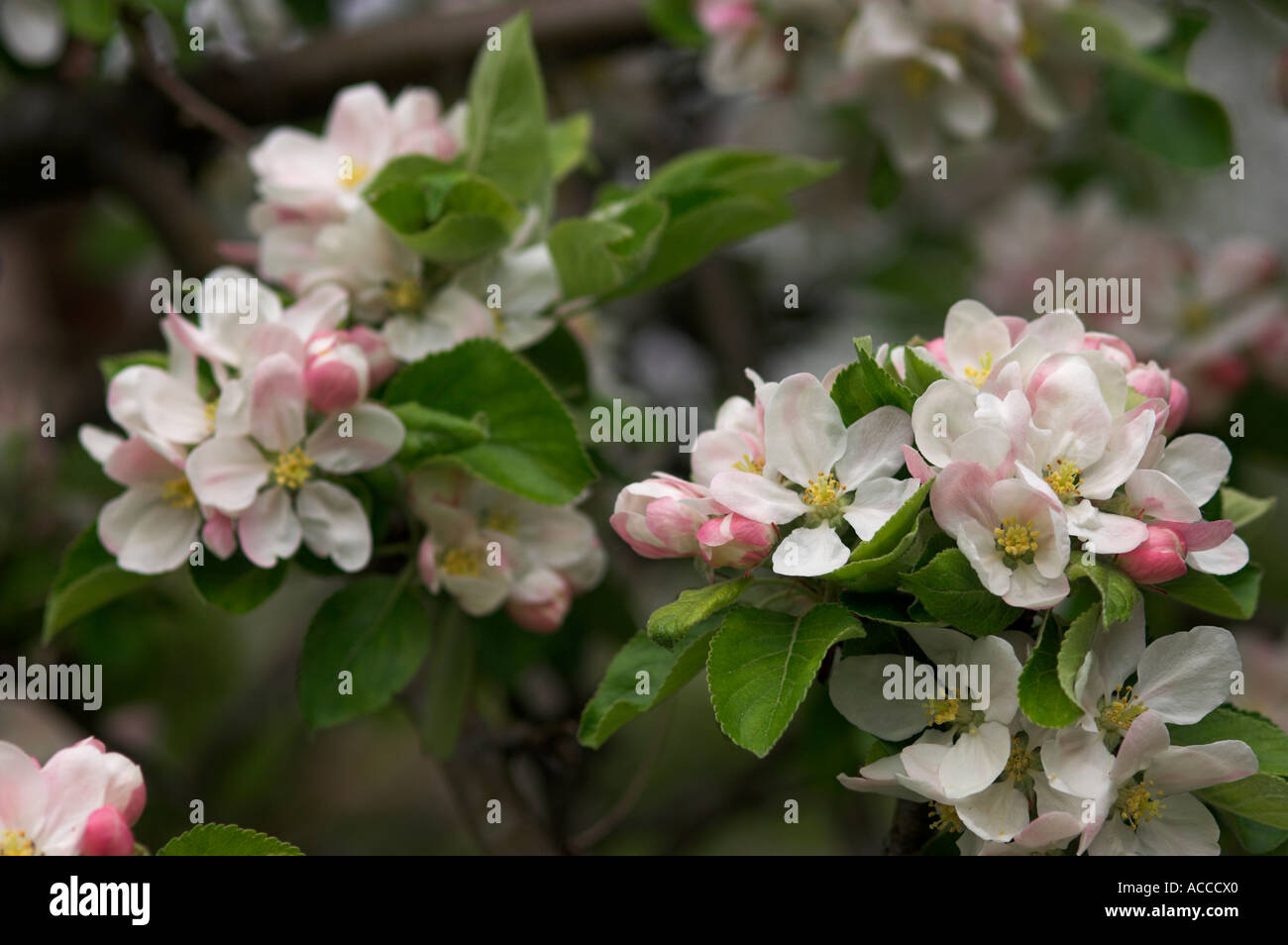 Apfelblüten im Frühling erblühen kommen Stockfoto