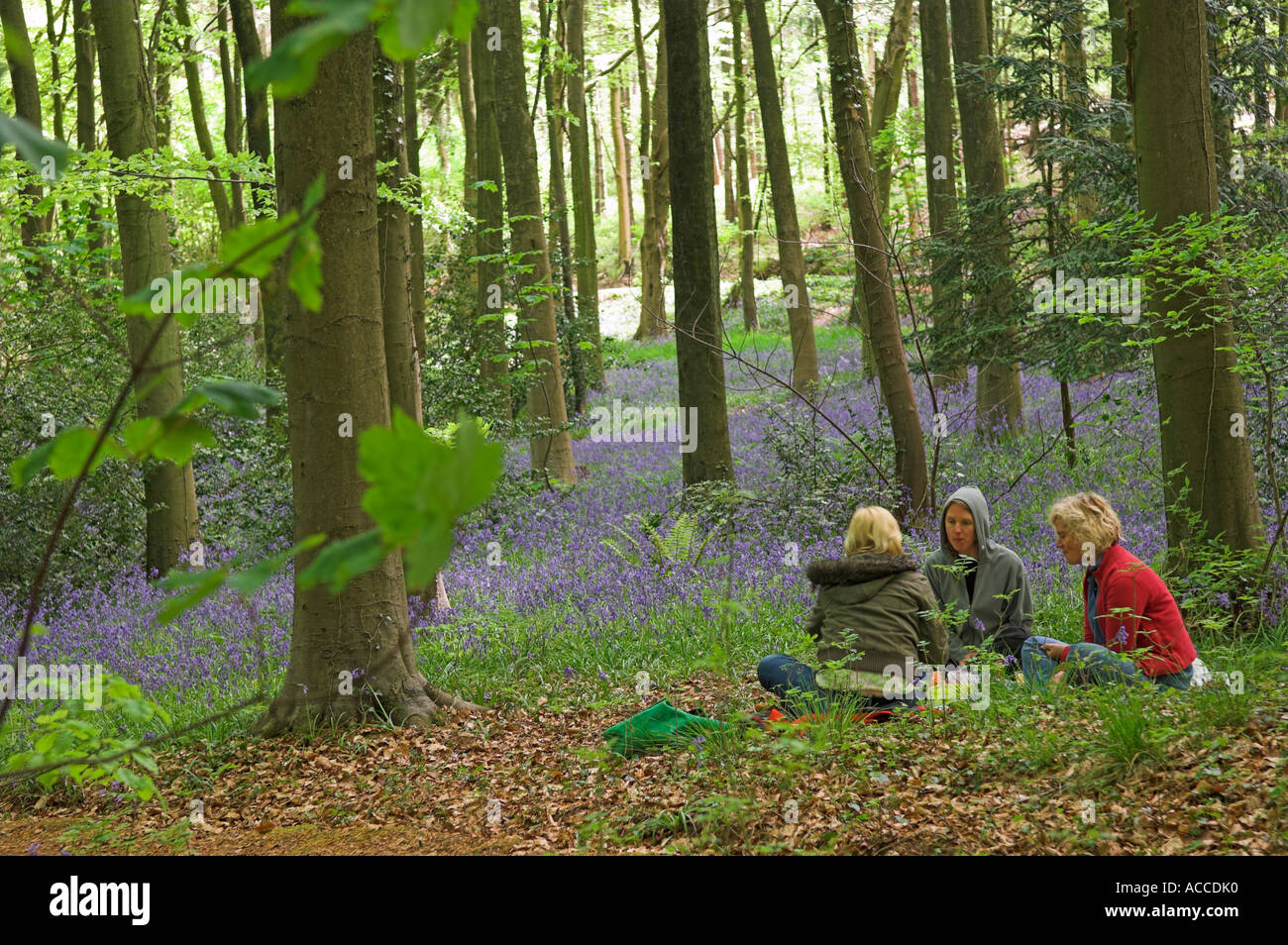 Picknick-Mittagessen im Bluebell woods Somerset England Stockfoto