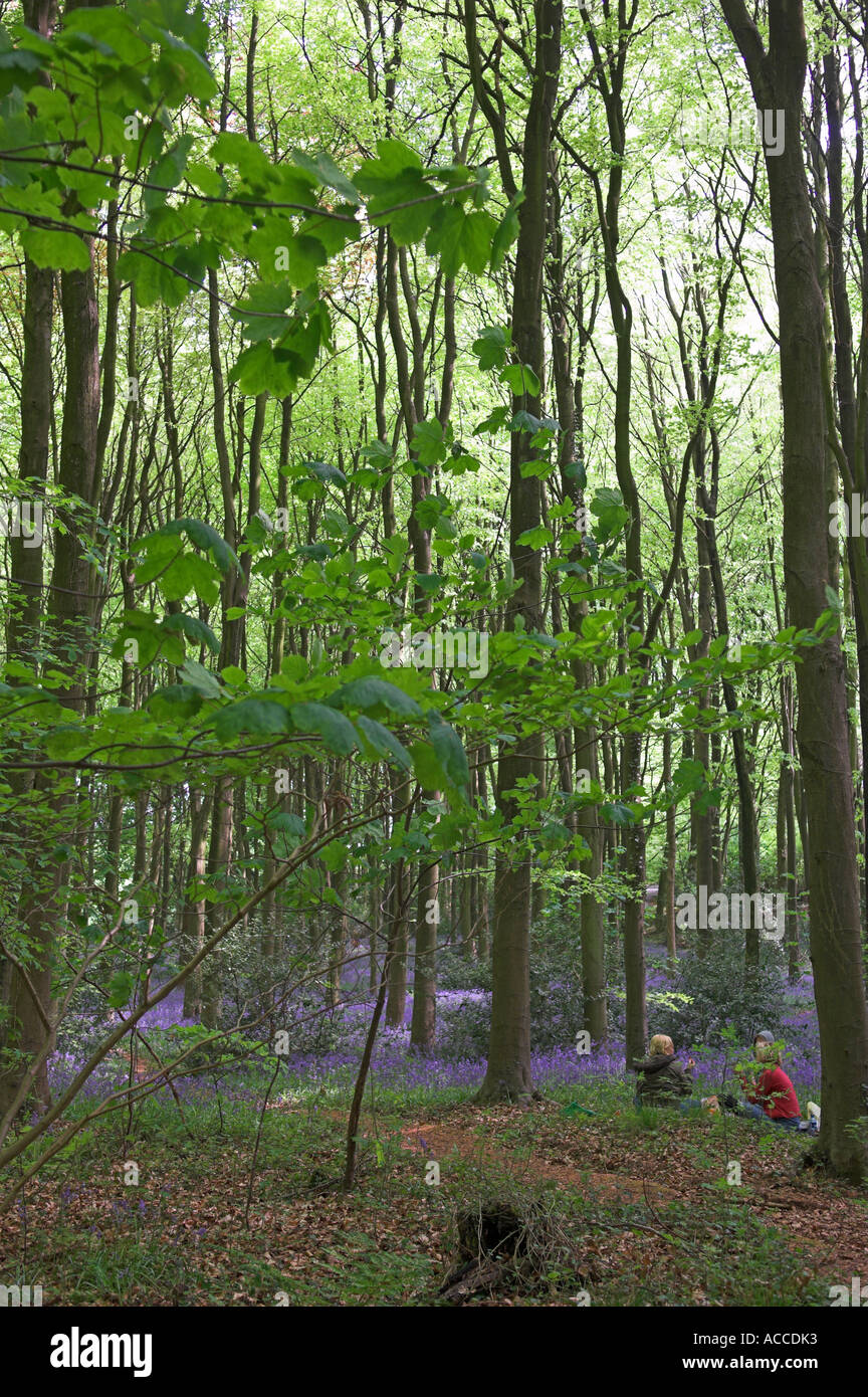 Picknick-Mittagessen im Bluebell woods Somerset England Stockfoto