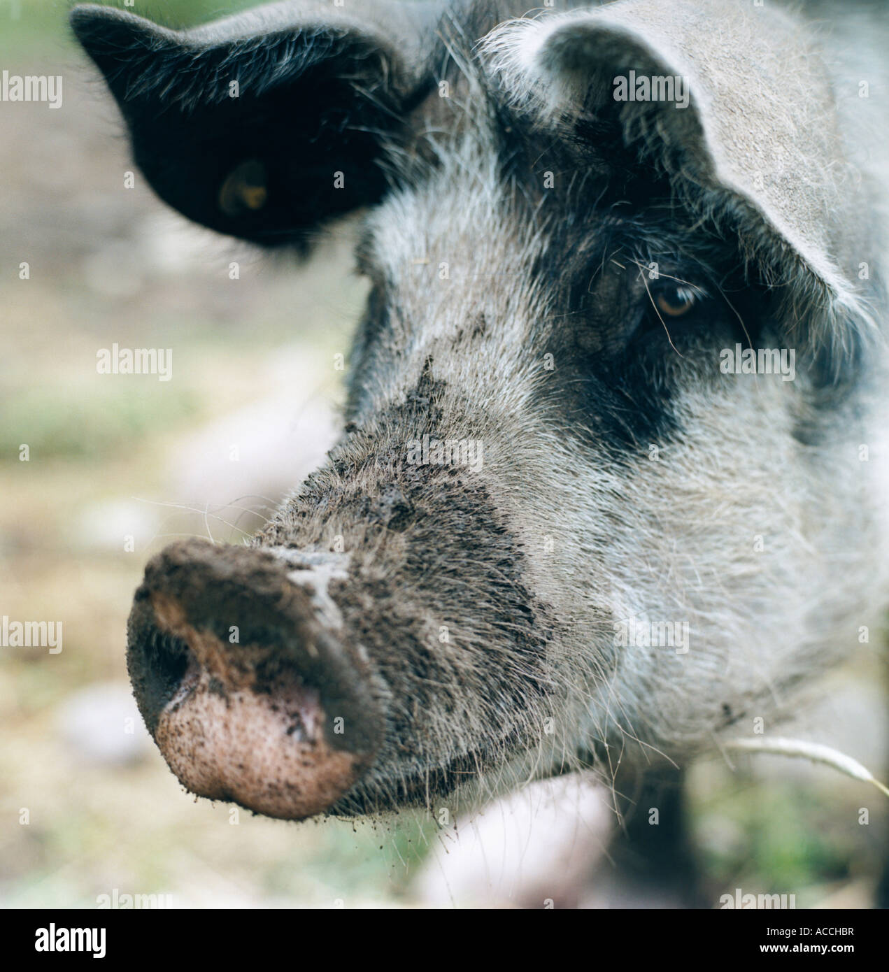 Eine schmutzige Schnauze auf einem Schwein. Stockfoto