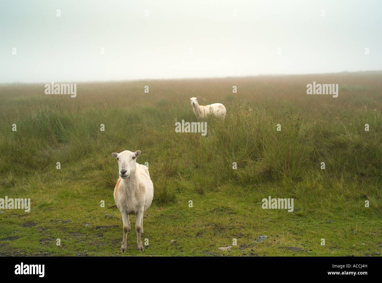 Schafe im Nebel auf Foel Fawr Black Mountain zwischen Brynamman und Llangadog Carmarthenshire Südwales Stockfoto