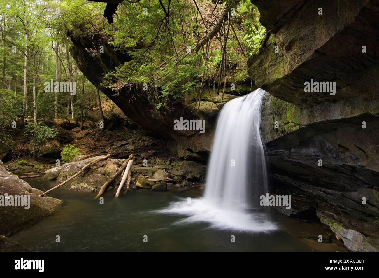 Hund fällt Schlachtung Daniel Boone National Forest Kentucky Stockfoto