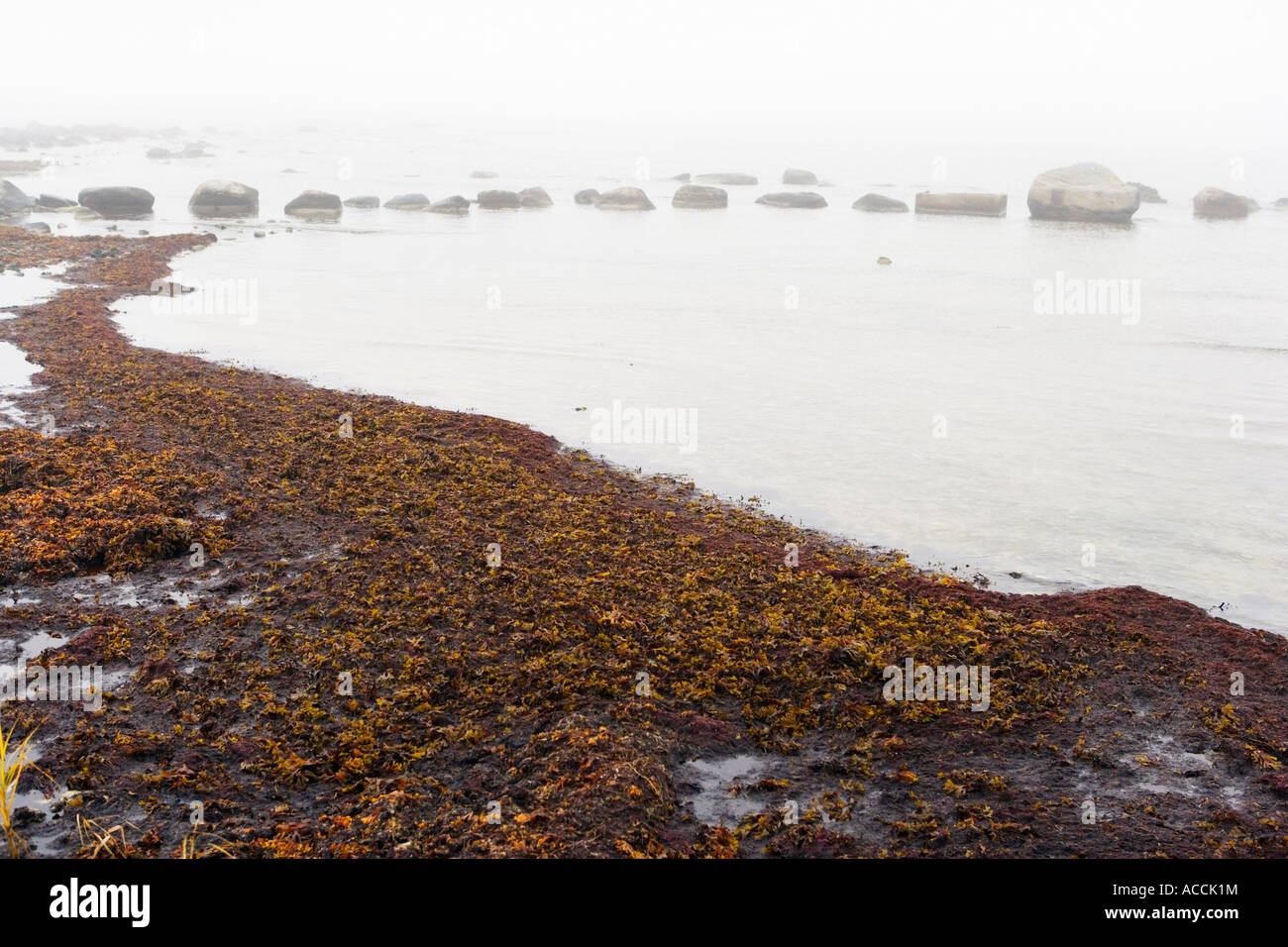 Algen an einem Ufer in Nebel bedeckt. Stockfoto