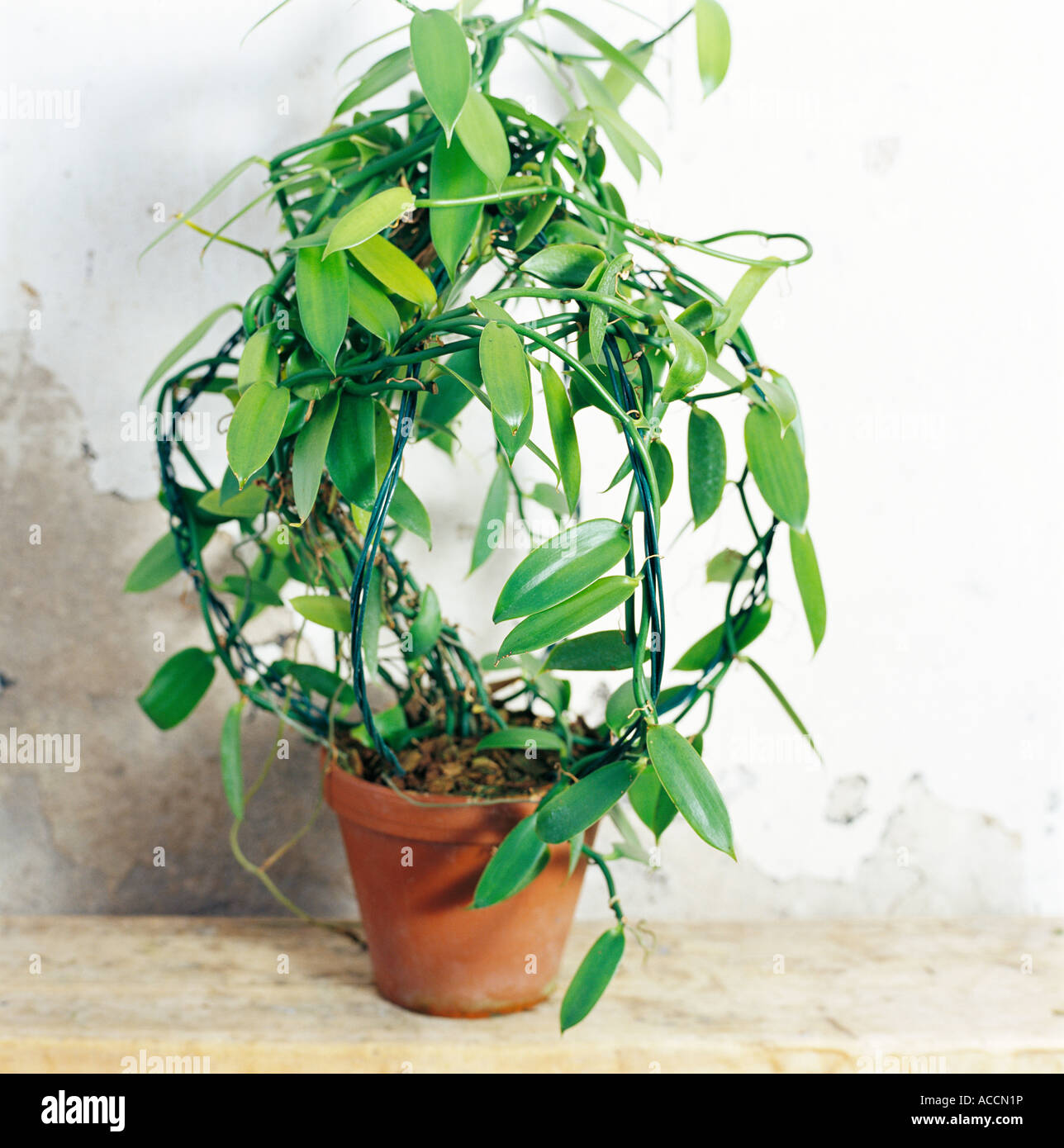 zimmerpflanze 6 blttrig Anthurium vittariifolium kaufen