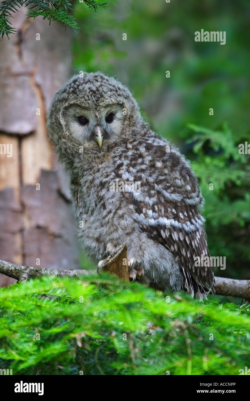 Habichtskauz juv., Strix, Uralensis juvenil Stockfoto