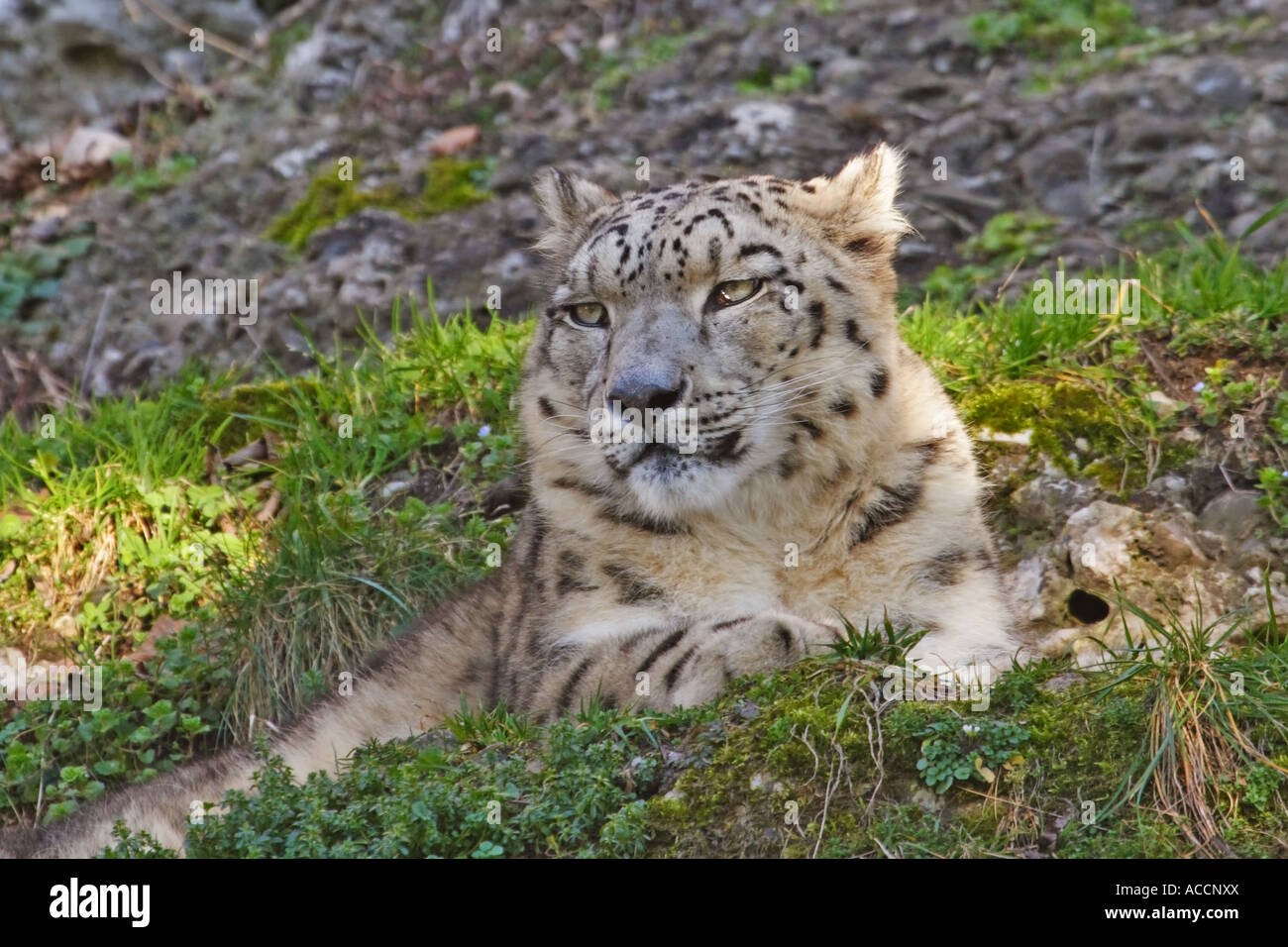 Schneeleopard, Panthera uncia Stockfoto