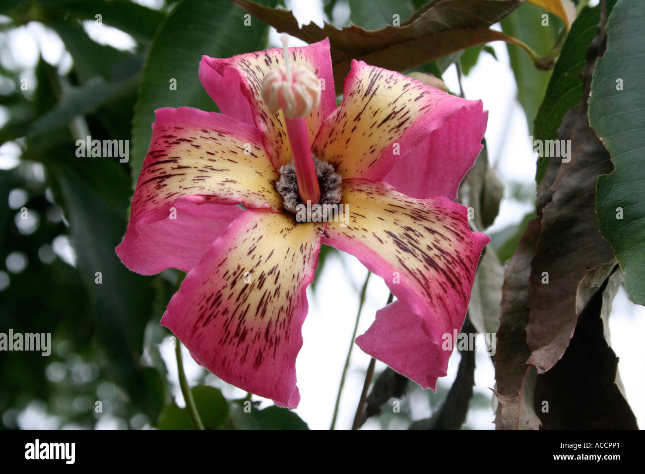Zahnseide Silk Baum, Ceiba Speciosa, rosa Blume, Iguazu Wasserfälle, Argentinien Stockfoto