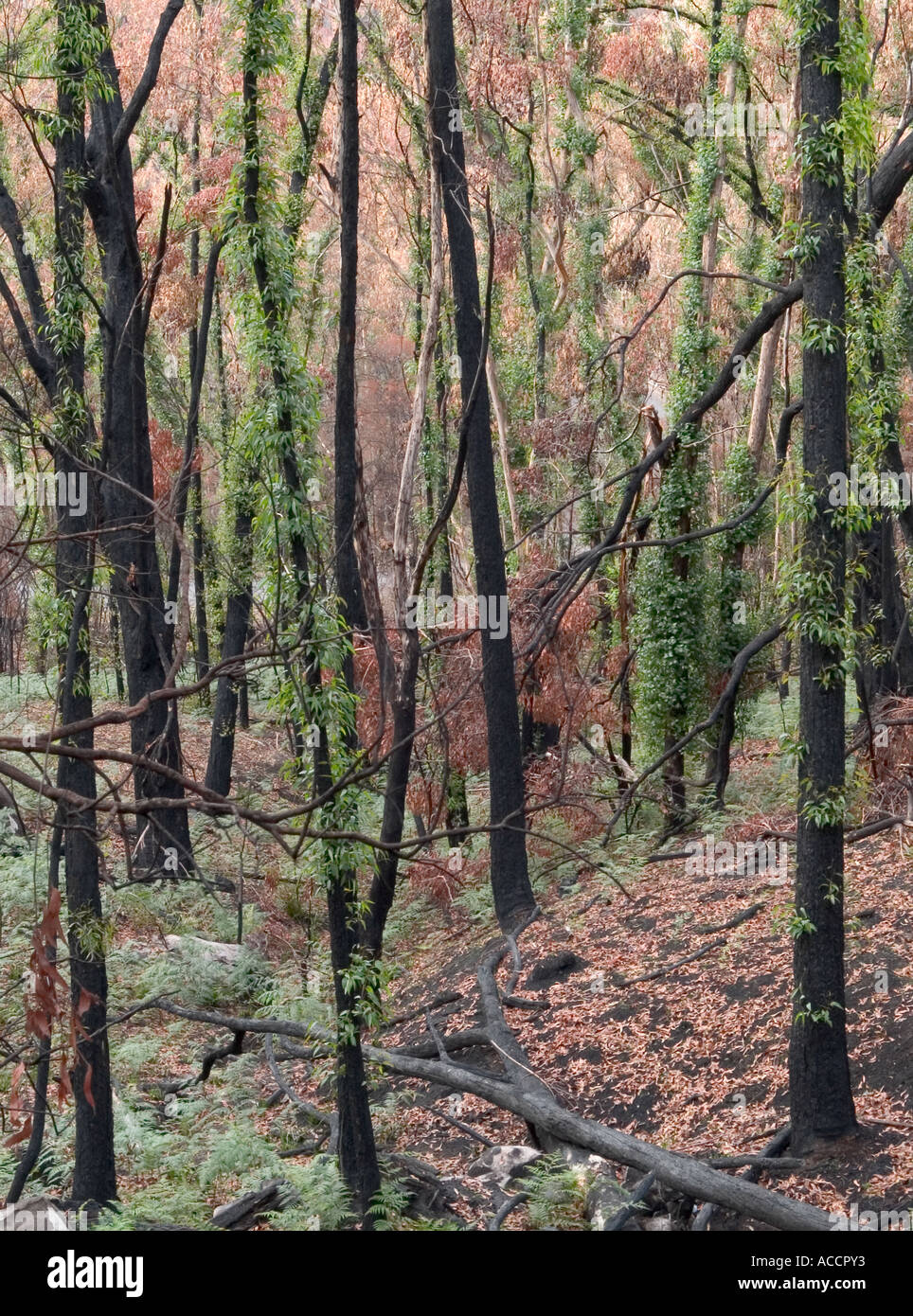 FEUER BESCHÄDIGT WOODLAND, HALLS GAP, DEN GRAMPIANS NATIONAL PARK, VICTORIA, AUSTRALIEN. Stockfoto