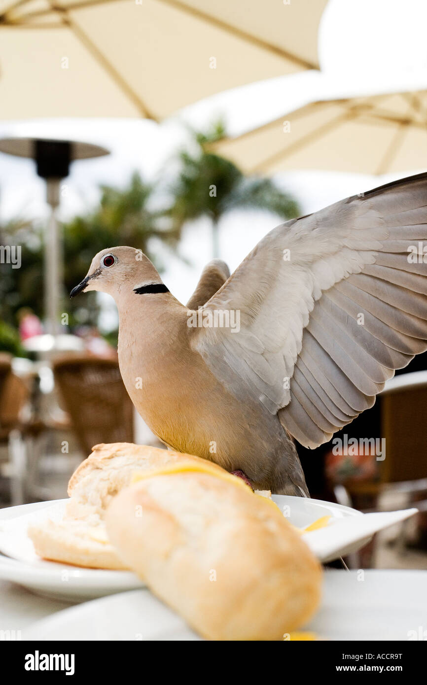 Eine Taube in ein open-air-Restaurant Brot zu essen. Stockfoto