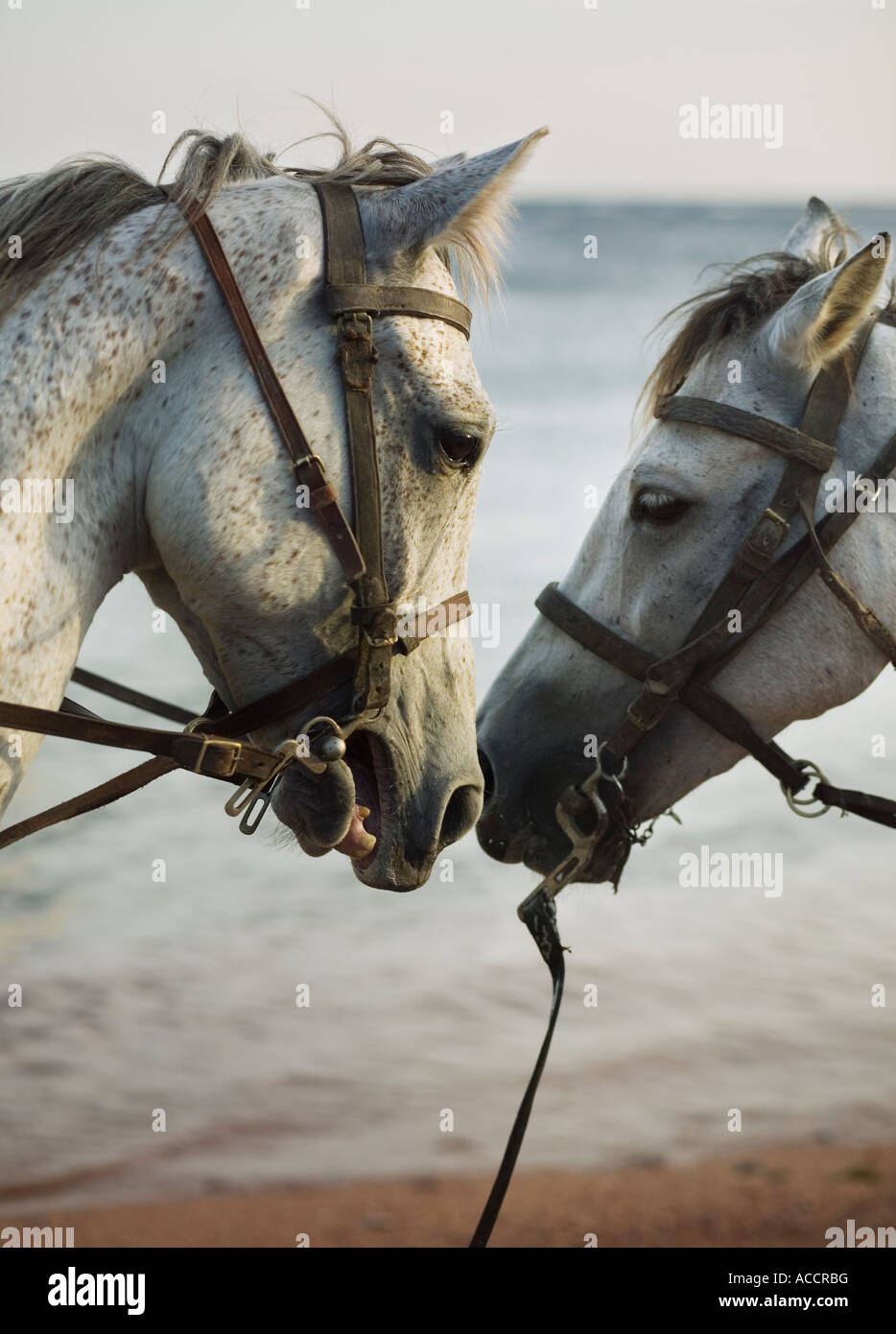 Zwei Pferde treffen. Stockfoto