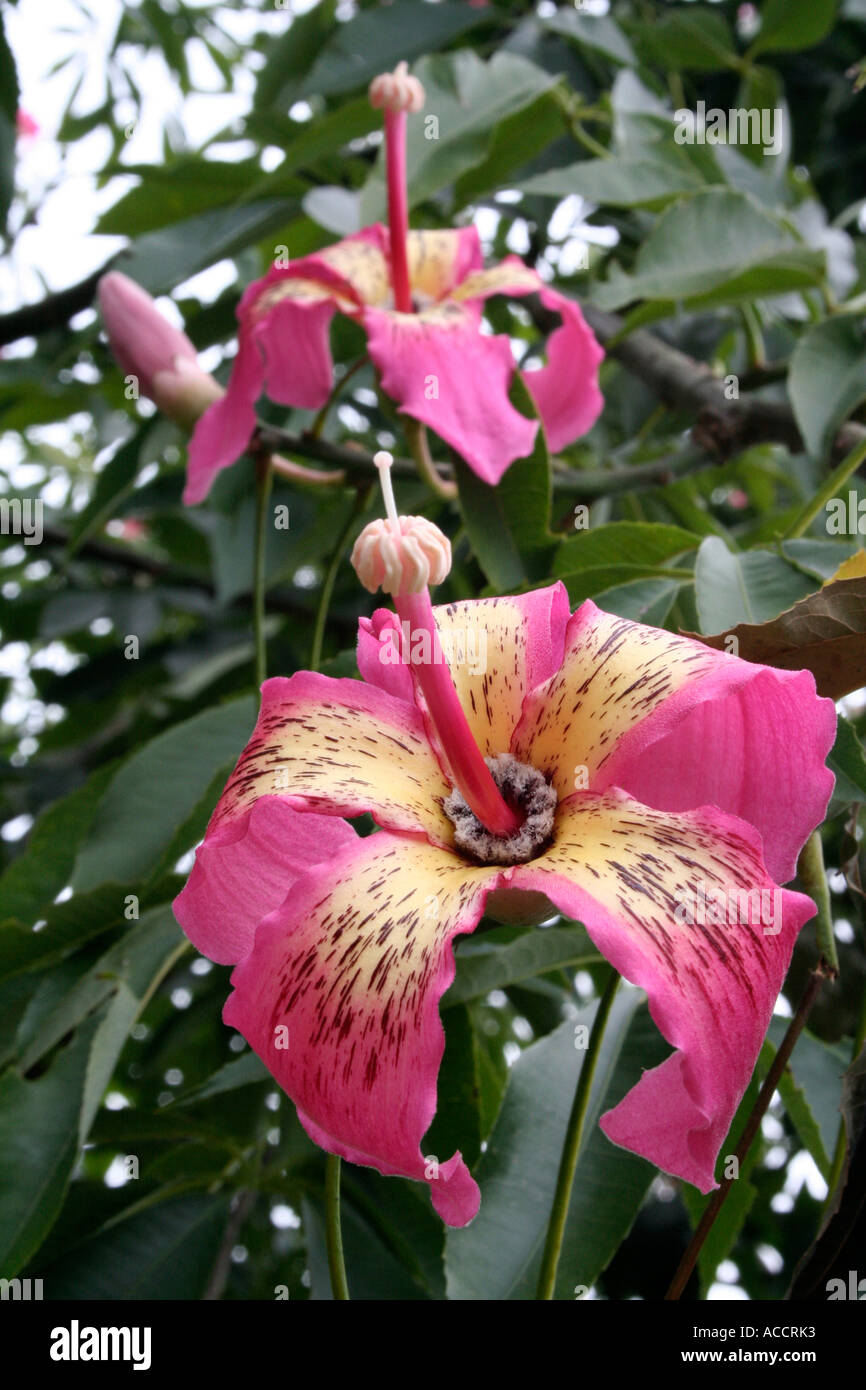 Zahnseide Silk Baum, Ceiba Speciosa rosa Blume Stockfoto