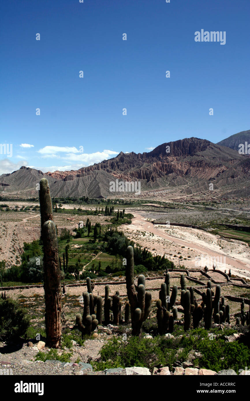 säulenartige Kaktus Kakteen Südamerikas Landschaft Stockfoto