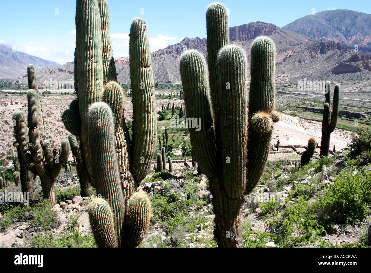 säulenartige Kaktus Kakteen Südamerikas Landschaft Stockfoto