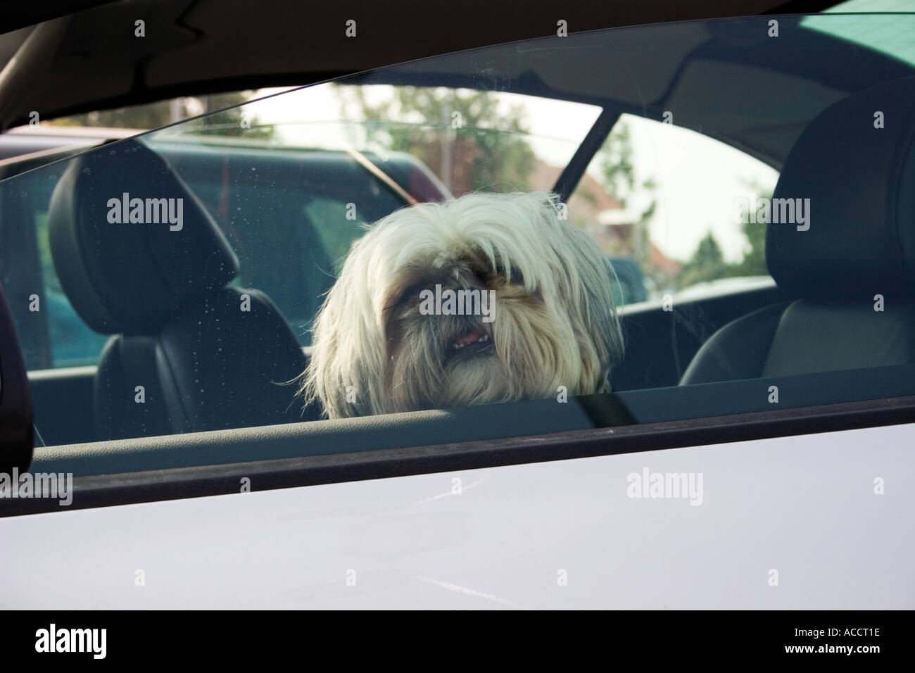 Das Gesicht eines kleinen weißen pelzigen Hund aus der Suche durch ein offenes Fenster Stockfoto