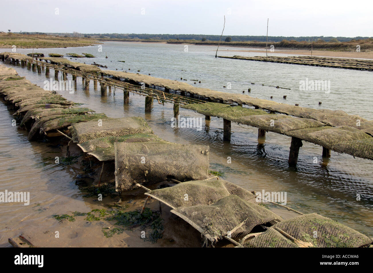 Wasserversogung für Oyster Kultur in der Nähe von Talmont Saint Hilaire Vandee Frankreich Stockfoto