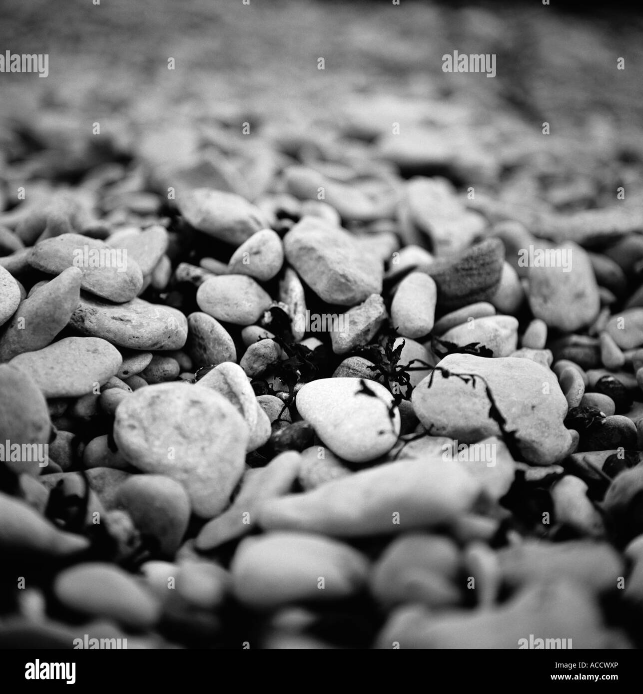 Steinen und Algen am Strand. Stockfoto