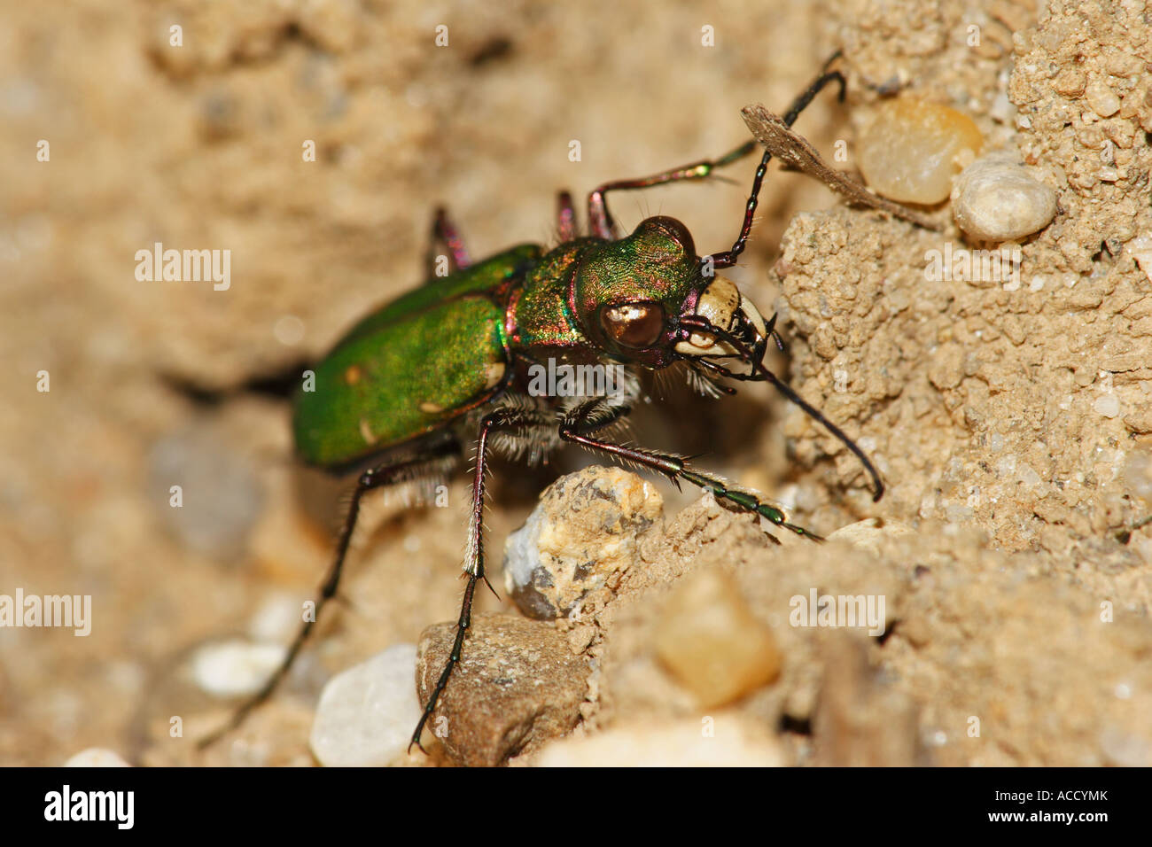 Feldsandlaufkäfer, Cicindela campestris Stockfoto