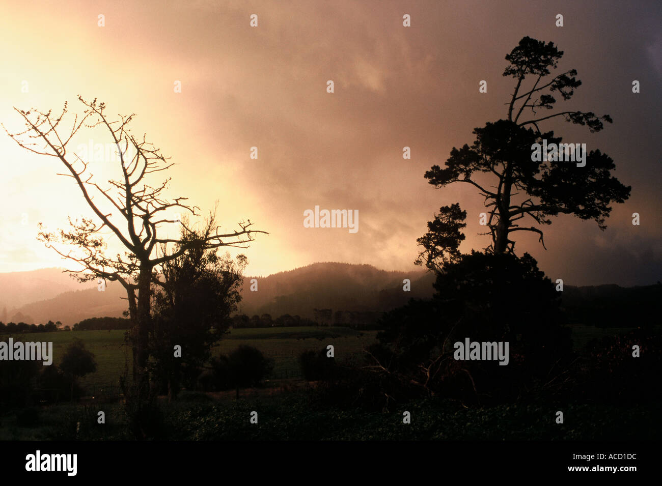 Bäumen und Hügeln nach Sturm Nordinsel Neuseeland Stockfoto