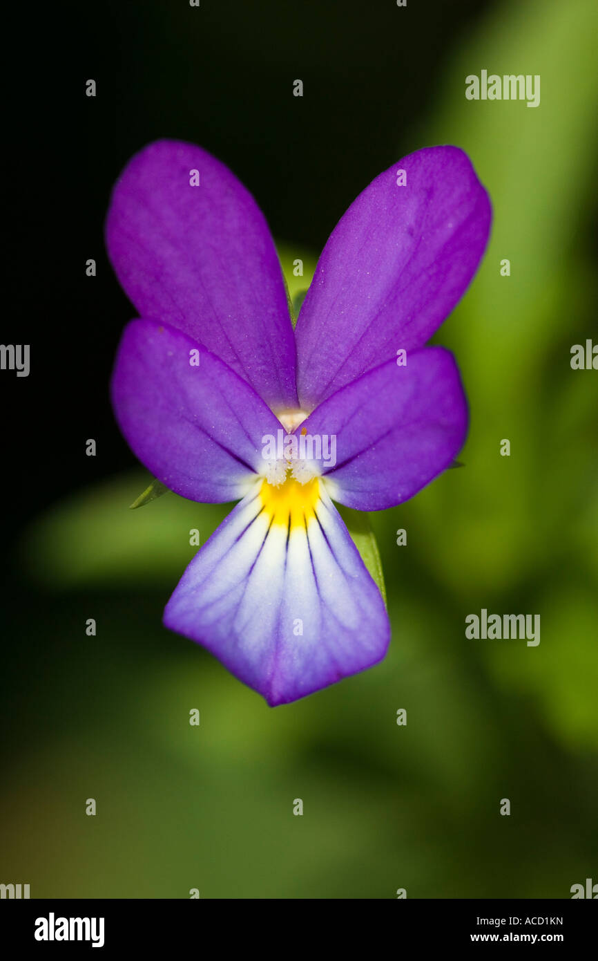 Nahaufnahme von violette Blume (Viola sp.) Stockfoto