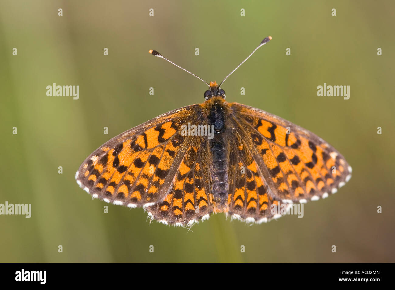 Nicht identifizierte Fritillary (wahrscheinlich entweder entdeckt Fritillary (Melitaea Didyma) oder Lesser Spotted Fritillary (M. Trivia)) Stockfoto