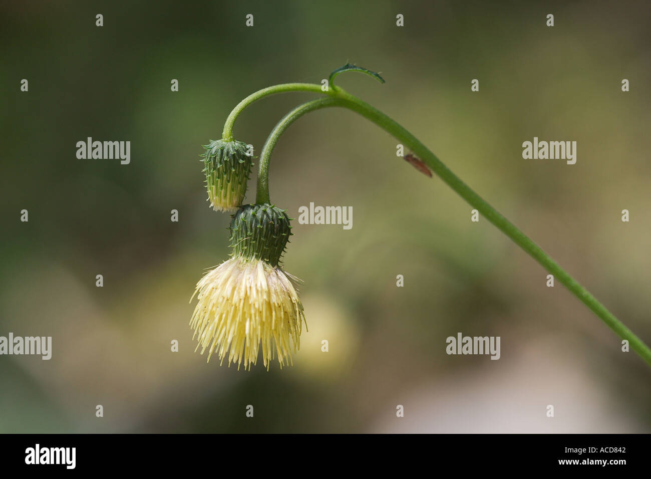 Klebrige Kratzdistel Cirsium Erisithales Blüte Stockfoto