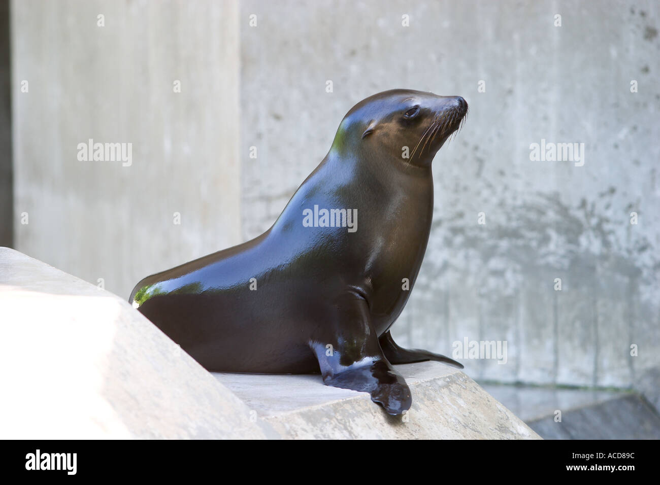 Kalifornische Seelöwe in Hellabrunn Zoo München Bayern Stockfoto