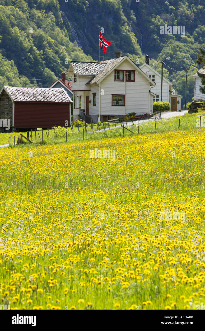 Haus und Feld von Löwenzahn, Bakka, in der Nähe von Gudvangen, Aurland, Sogn Og Fjordane, Norwegen Stockfoto