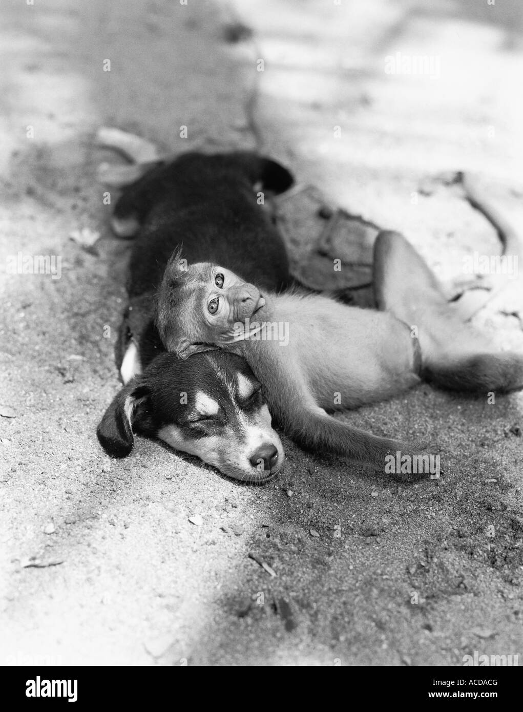 Ein Affe und ein Hund ruht. Stockfoto