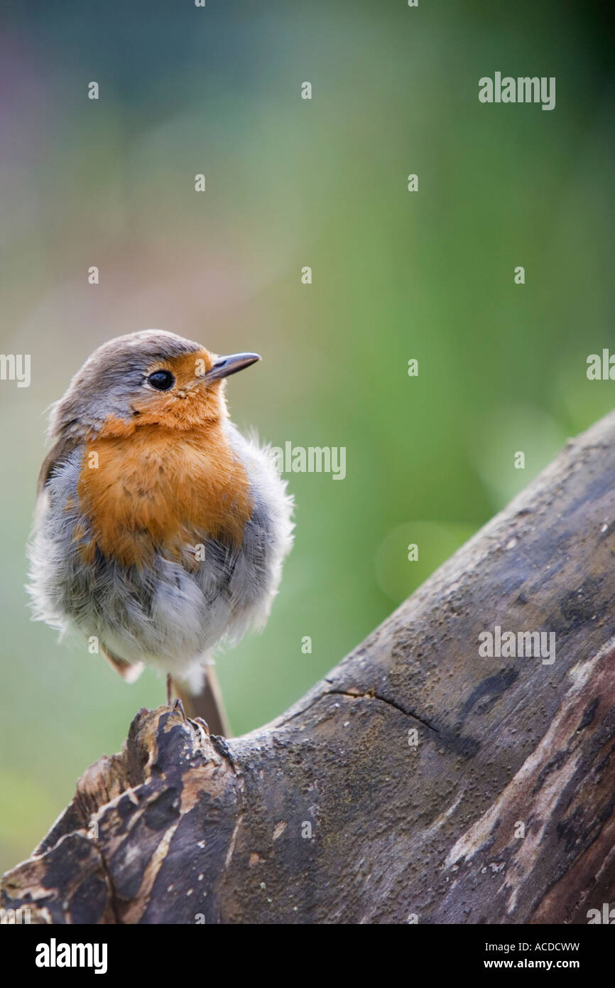 Rotkehlchen stehen auf einem Bein auf einem Baumstumpf in einem englischen Landhaus-Garten Stockfoto