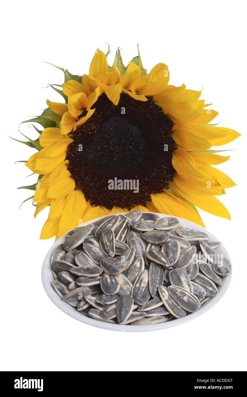 Sonnenblumenkerne auf weißem Hintergrund ausschneiden Stockfoto