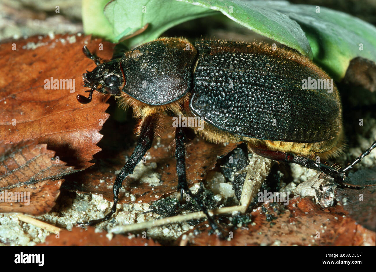 Coleoptera Dynastes Hercules Weibchen auf dem Boden Nashornkäfer Stockfoto