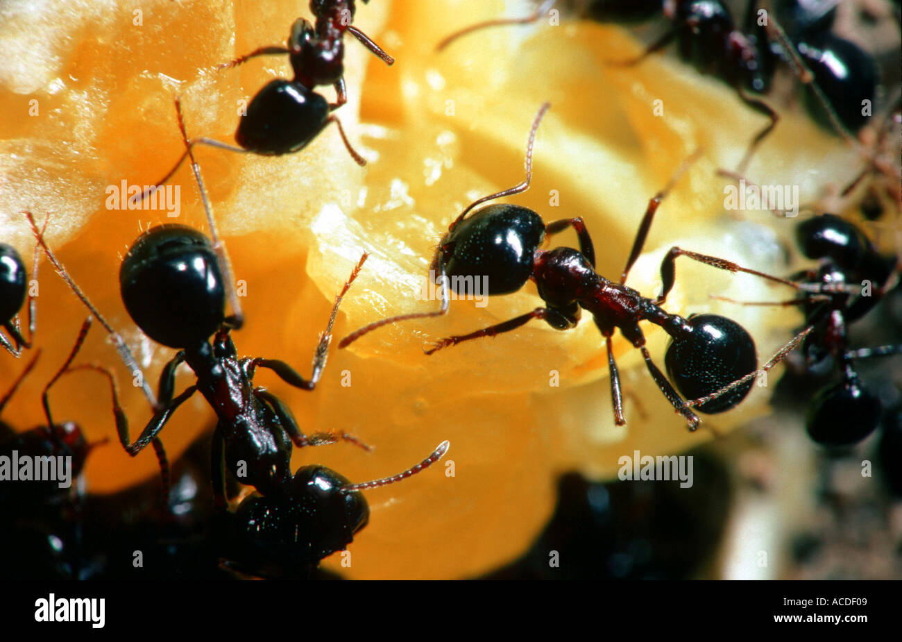 Ameisen Essen eine orange Stockfoto