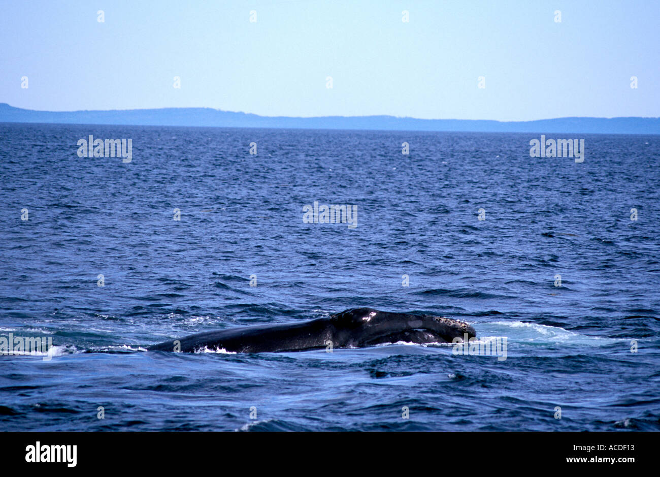 North Atlantic Glattwale Paarung in der Bay of Fundy Canada Stockfoto