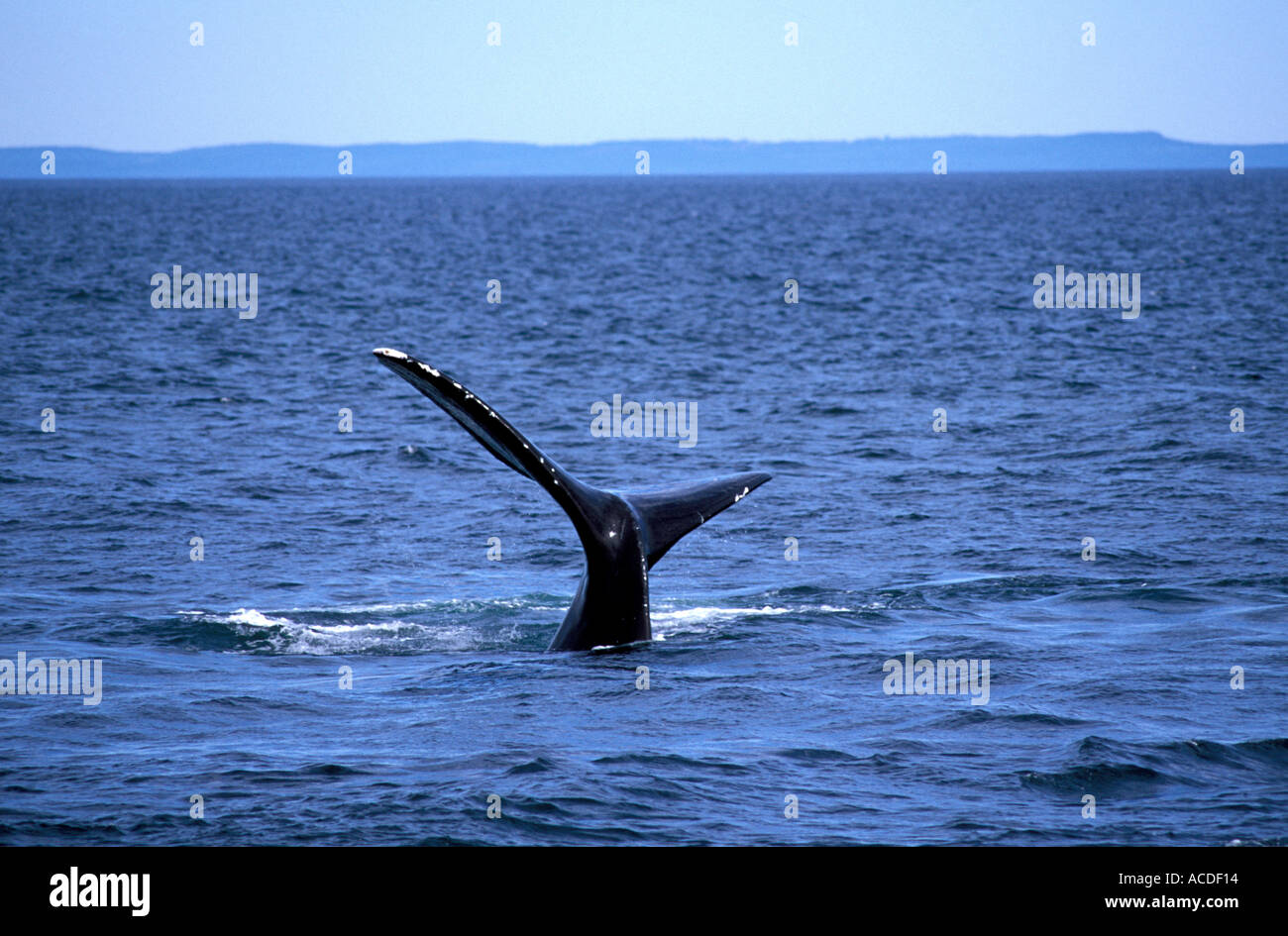 North Atlantic Right Wale Tauchen in der Bay of Fundy Canada Stockfoto