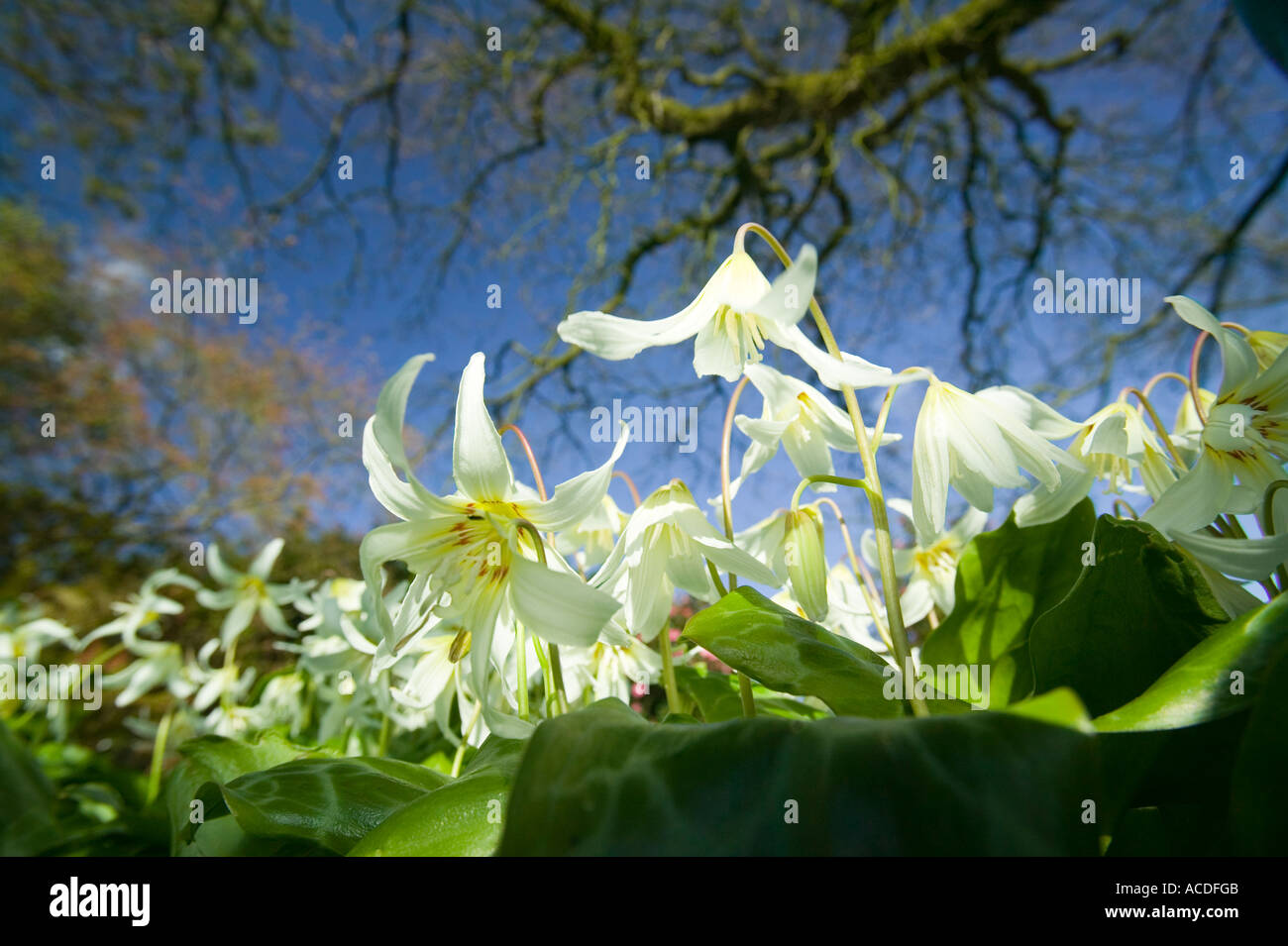 Erythronium Blumen wachsen in Holehird Gärten, Windermere, Cumbria, UK Stockfoto