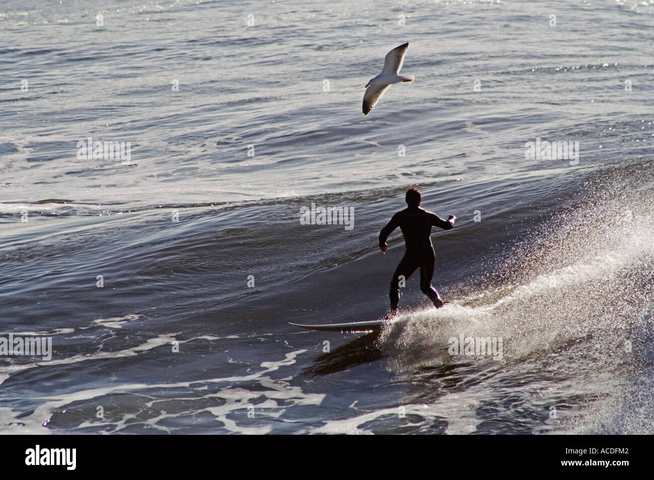 Santa Cruz Surfer Stockfoto
