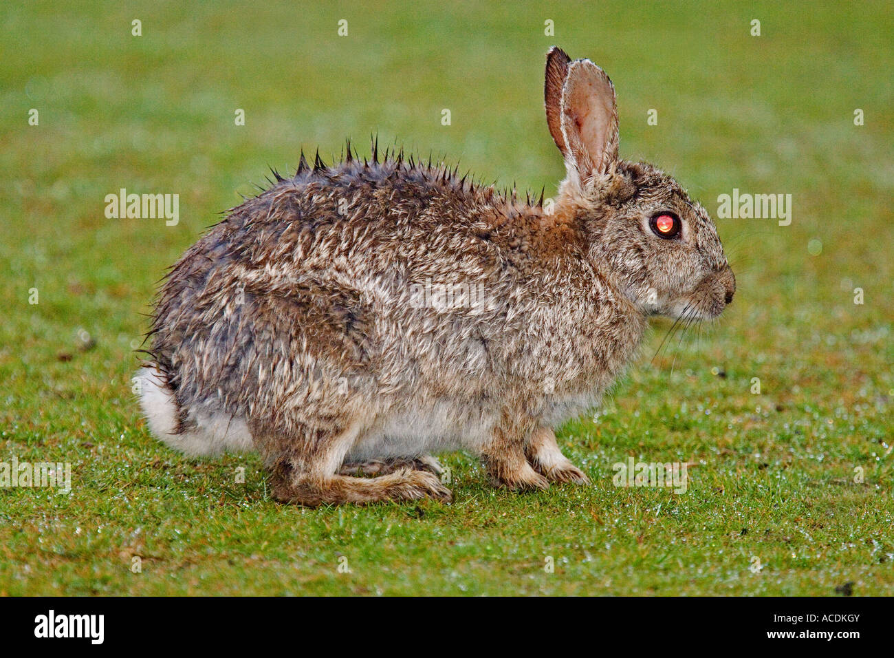Kaninchen, die Fütterung in der Abenddämmerung mit roten Augen zeigt. Stockfoto