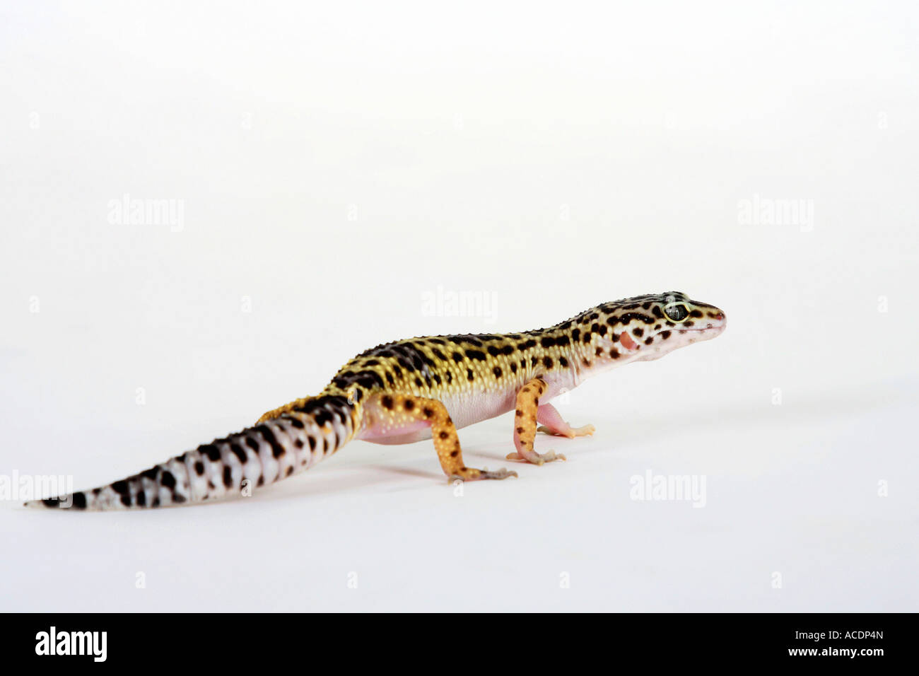 Leopard Gecko Eublepharis macularis Stockfoto