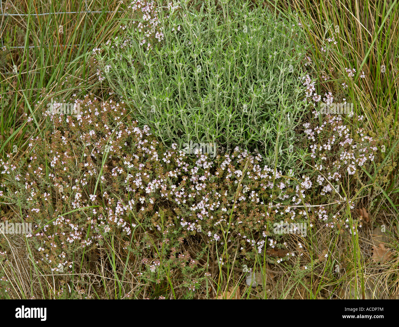 Thymian Thymus Vulgaris in Blüte Stockfoto