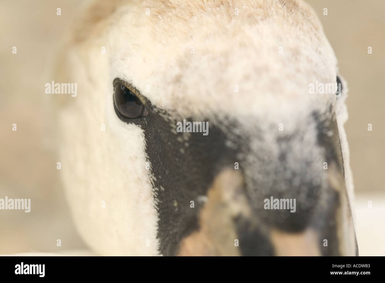 Nahaufnahme von einem unreifen Höckerschwan Stockfoto