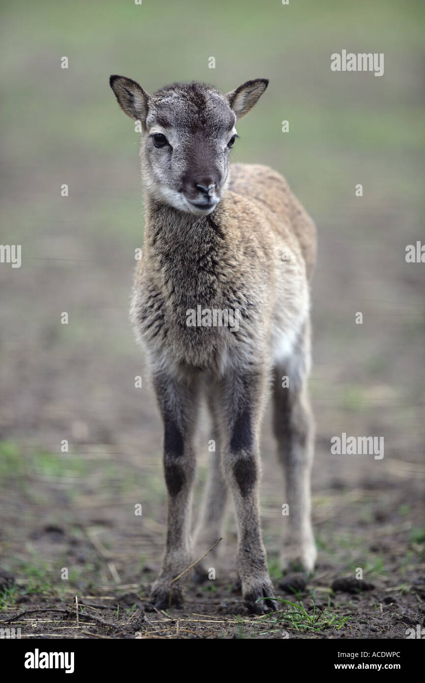 junge europäische Mufflon - Ovis Ammon musimon Stockfoto