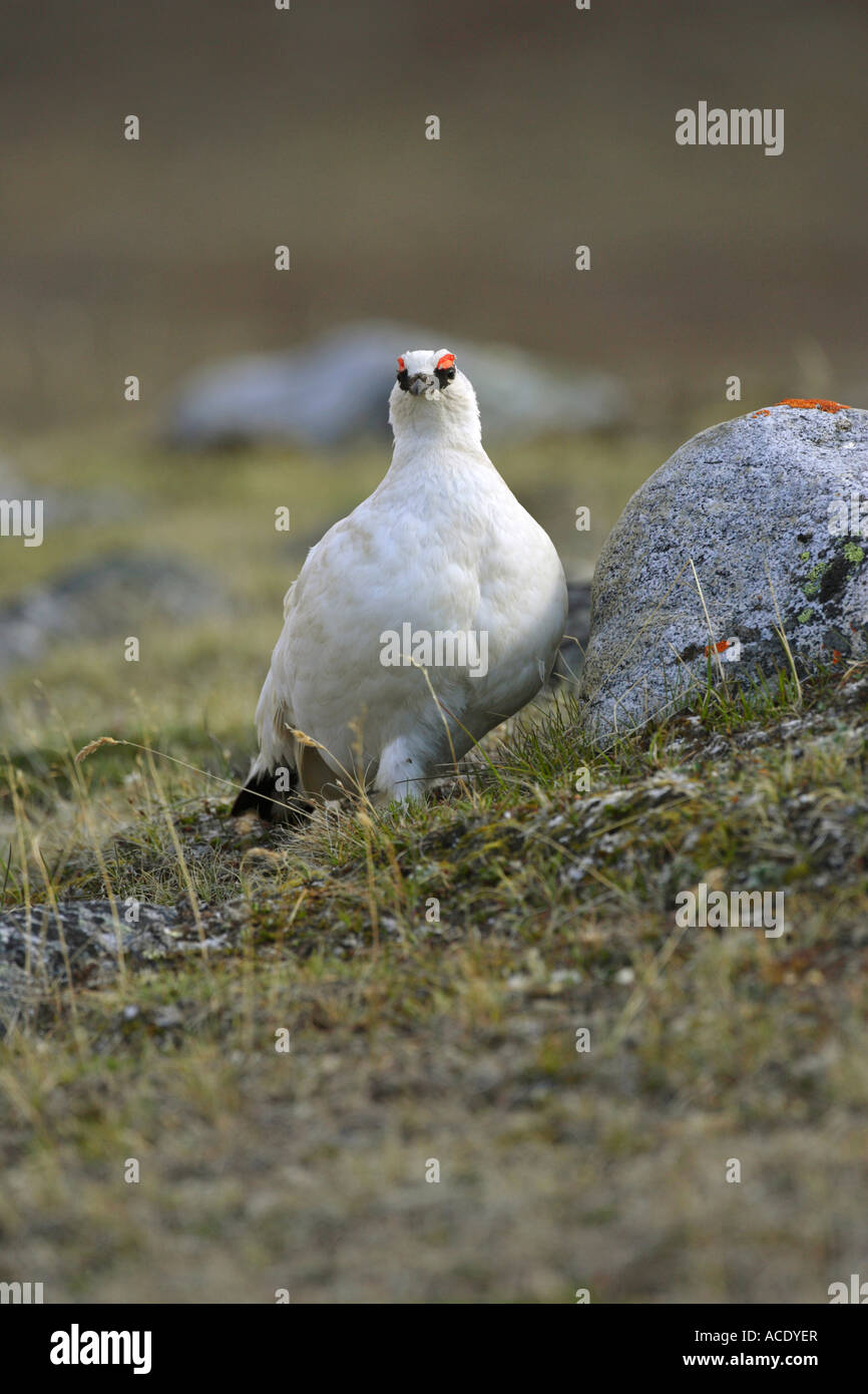 Svalbard Schneeh??hner Lagopus Lagopus Hyperboreus im wei??en Winter