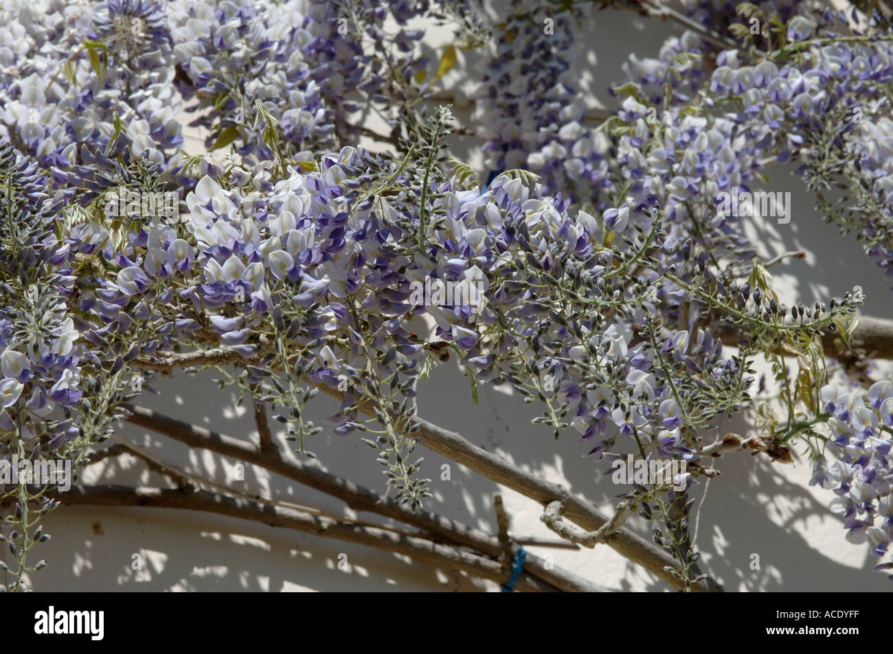 Glyzinie Wisteria Floribunda blühende Kletterpflanze mit weiß blau lila Blumen auf Hausfassade Stockfoto