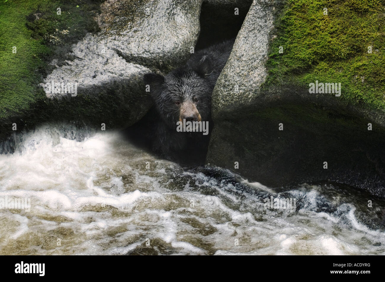 Schwarzer Bär Peers erwartungsvoll aus den Felsen während eines Lachses mitlaufen Anan Creek Tongass National Forest Alaska Stockfoto