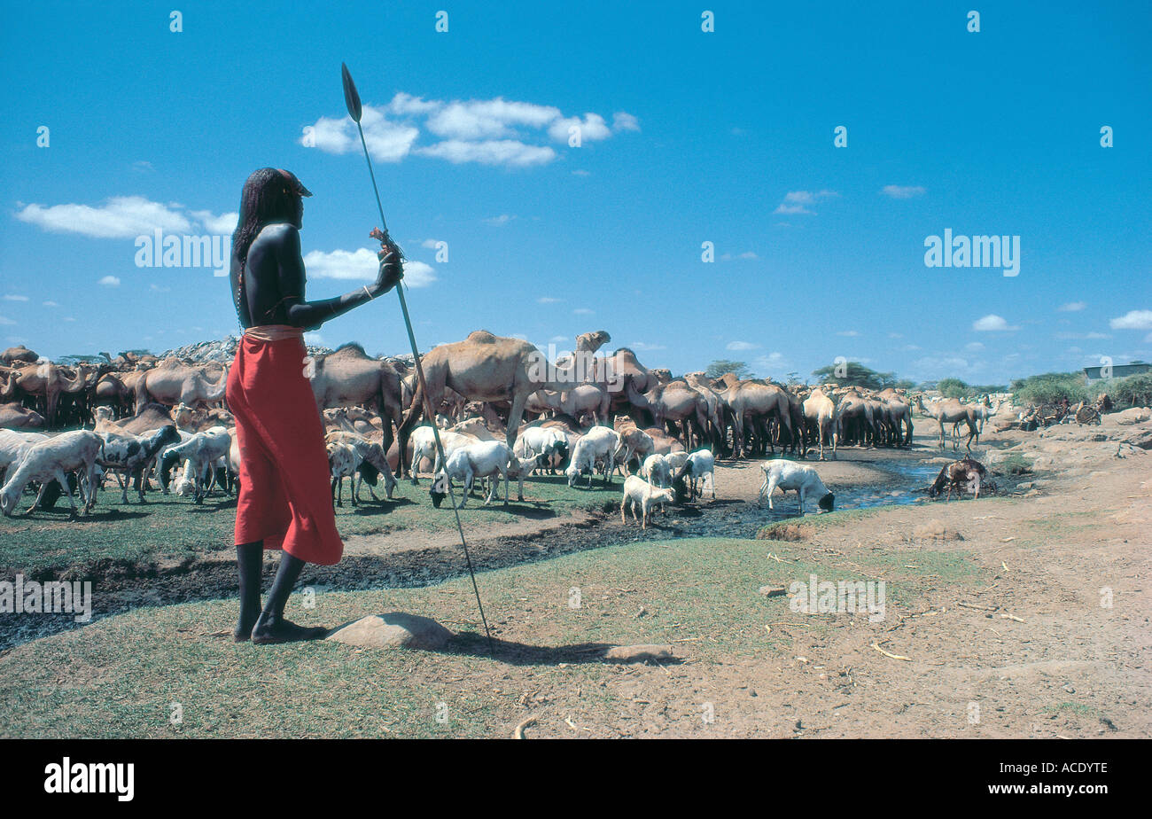 Traditionelle Krieger oder Moran bewachen eine große Herde von Kamelen und Ziegen an einer Wasserstelle in der Nähe von Laisamis nördlichen Kenia in Ostafrika Stockfoto