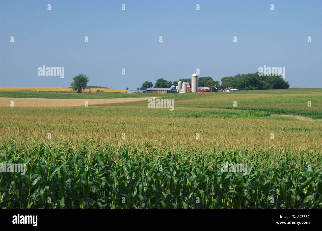 Maisfelder und Milchviehbetriebe in ländlichen Minnesota, USA Stockfoto