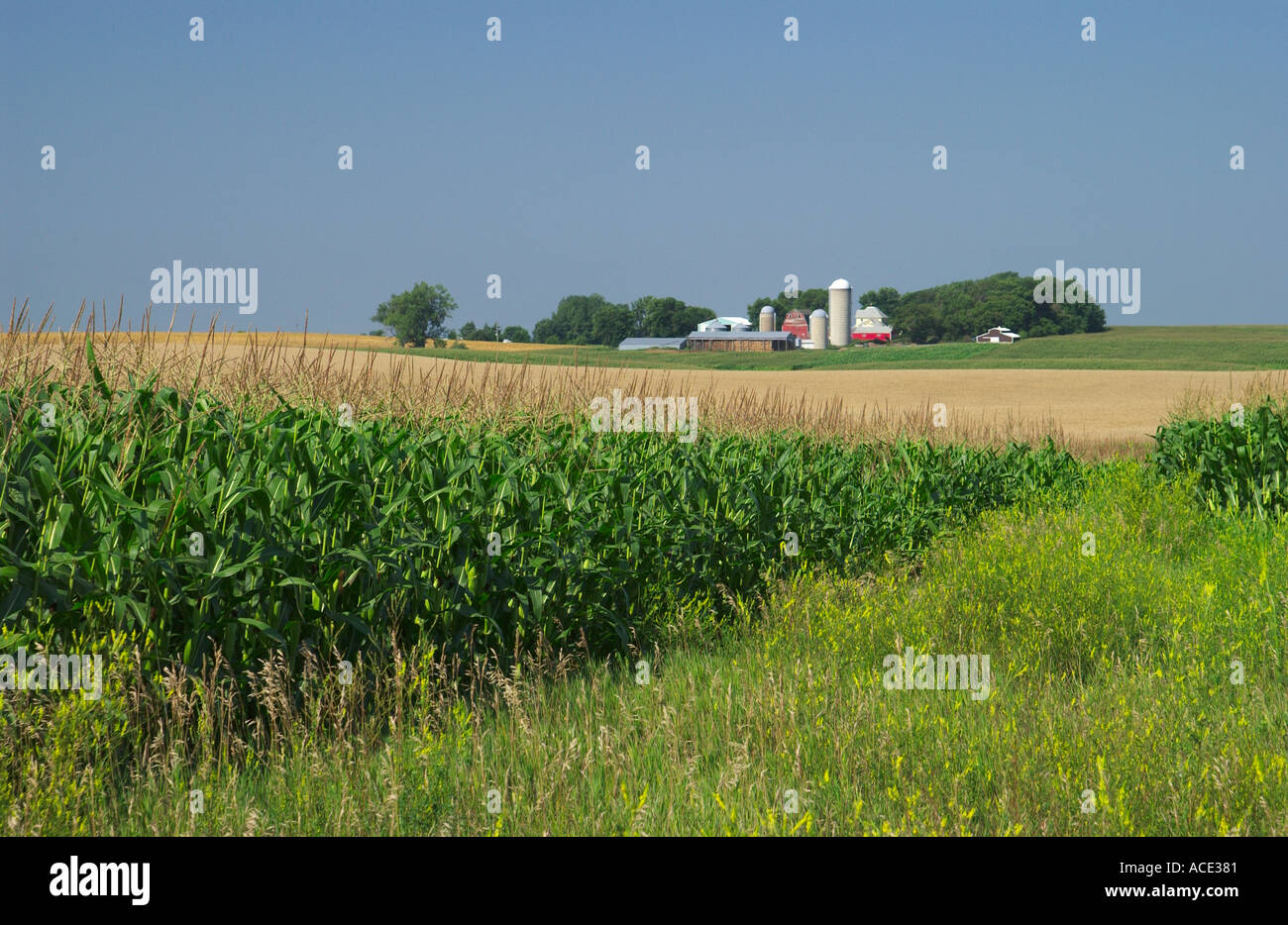 Maisfelder und Milchviehbetriebe in ländlichen Minnesota, USA Stockfoto
