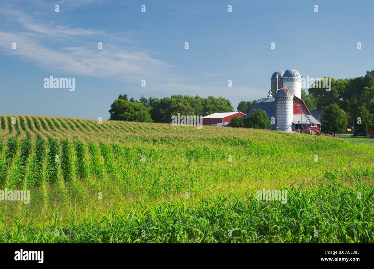 Maisfelder und Milchviehbetriebe in der Nähe von Brandon, Minnesota, USA Stockfoto