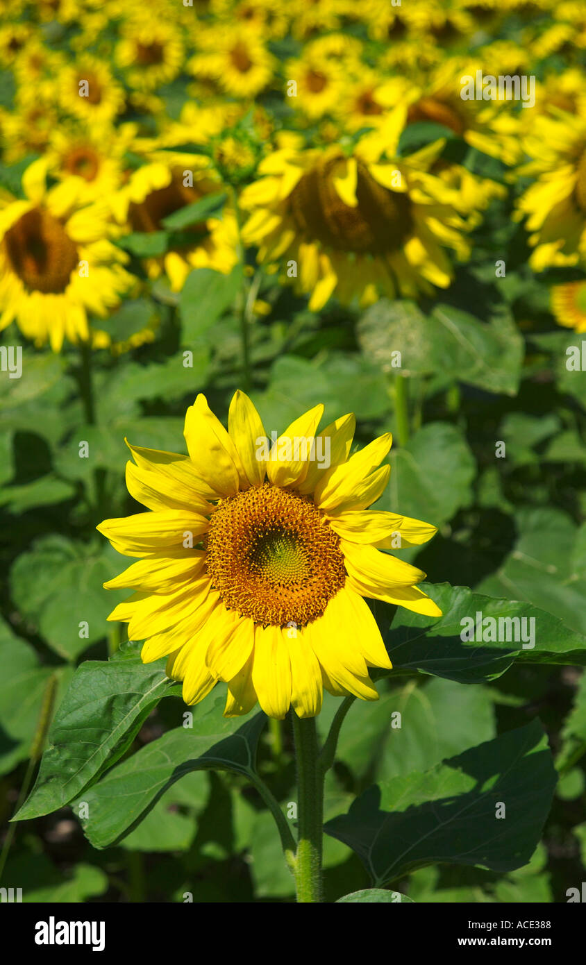Sonnenblumenfelder in der Landwirtschaft-Region in der Nähe von Brandon, Minnesota, USA Stockfoto