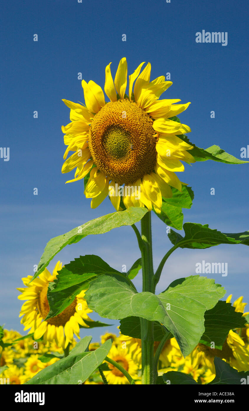 Sonnenblumenfelder in der Landwirtschaft-Region in der Nähe von Brandon, Minnesota, USA Stockfoto